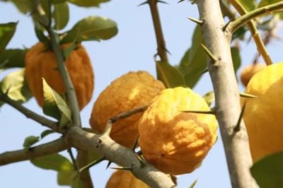 香橼果苗的价格,产地不同价格不同