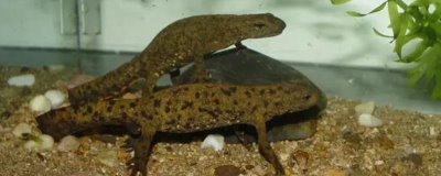 蝾螈吃什么东西，一般适合投喂活虫