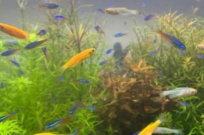 能否用自来水饲养斑马鱼,除去氯气后才能使用