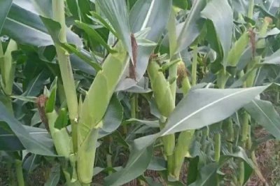 LB212玉米品种简介，中抗茎腐病