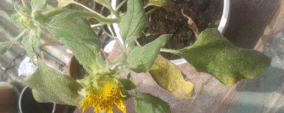 向日葵叶子发黄的处理办法，需找准原因