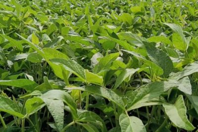 大豆的种植注意事项,需要科学的进行中耕