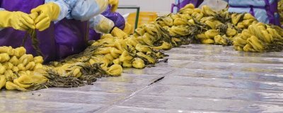 在家加工什么可以赚钱,小腌菜加工、糕点加工等项目值得考虑