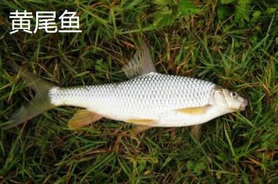 哪些鱼类的长相近似白条鱼,翘嘴、马口鱼、黄尾鱼等品种均比较相似