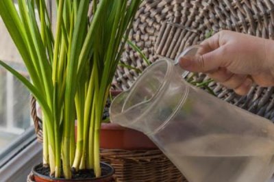 水仙花怎么养，生长期适宜温度为8℃至18℃间