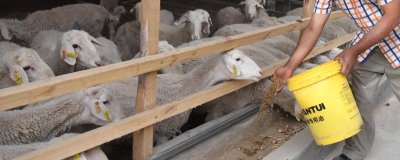 羊吃些什么东西,吃粗饲料和精饲料等