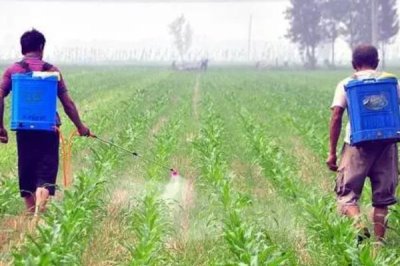 玉米脱肥症状，缺氮时叶尖黄化、缺磷时叶片边缘呈浅紫色、缺钾时叶尖呈烧焦状