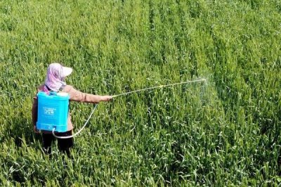 怎么对农作物使用黄腐酸钾,一般在植物生长期施加