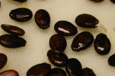 哪个品种的西瓜种子好,可根据当地气候条件选种