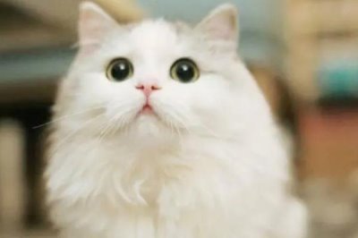 猫咪眼睛发炎的后果,感染了结膜部位会红肿