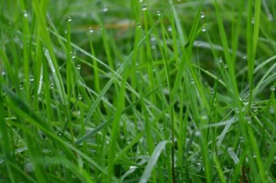 草鱼最爱吃的饵料，玉米、青草或蚯蚓都合适