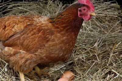 鸡不下蛋了的处理方式，可人工助产或增加阳光照射时间