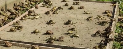 蟾蜍如何安全越冬,进入冬眠时加强营养