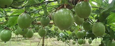 百香果未来的种植前景,需求较多目前来看前景较好