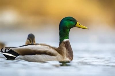 养殖绿头鸭的前景，现今市场需求大前景广阔