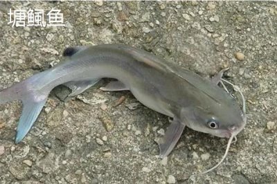 凶猛淡水鱼品种,常见的有哲罗鲑、黑斑狗鱼等