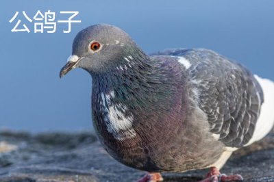 鸽子怎么分公母,常用这4种方法
