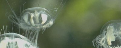 水母可以人工养殖吗,大多数的水母可以养殖