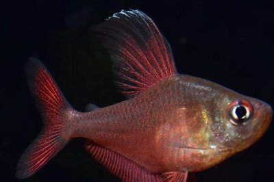 粉红旗鱼好不好养,饲养难度一般