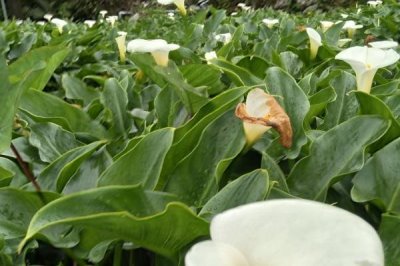 养孔雀鱼用什么水草,可选择阿根廷蜈蚣草、红柳、水芋等