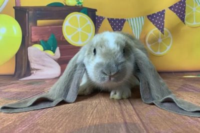 宠物兔的价格,不同的品种其价格有所差异