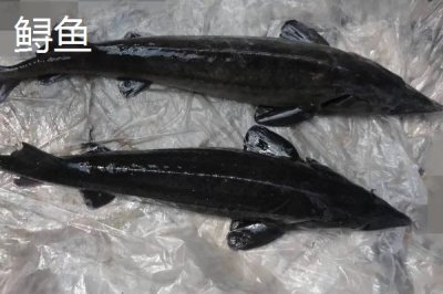 养殖的中华鲟能不能吃,人工繁殖的子二代才可以销售食用