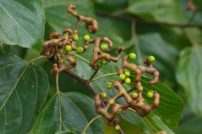 拐枣多久浇一次水，育苗期要3-5天浇一次水