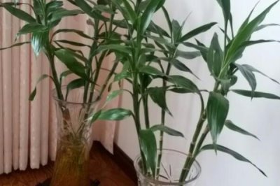 富贵竹根发黑的原因和处理方法，可能是长期未换水或感染病菌所致