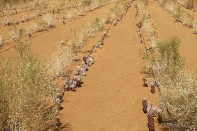 肉苁蓉的品种,包括草苁蓉、管花肉苁蓉、盐生肉苁蓉等种类