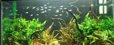 旧鱼缸的清洗方法,需先将鱼儿捞出再消毒