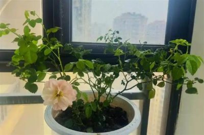 怎么养殖四季小玫瑰，平时每个星期浇水1-2次