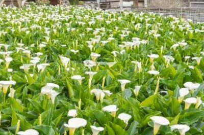 海芋怎么繁殖，常用方法为扦插