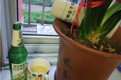 啤酒能浇花吗，稀释后可以浇花