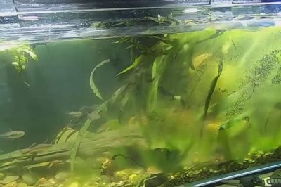鱼缸有青苔怎么处理,需将鱼捞出并及时清理干净