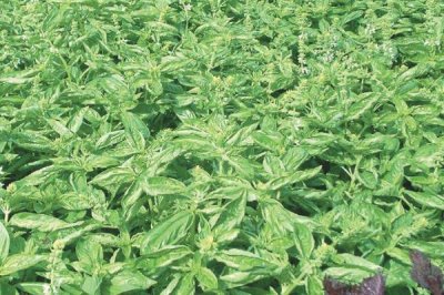 罗勒的施肥方法,对于肥料的要求较低