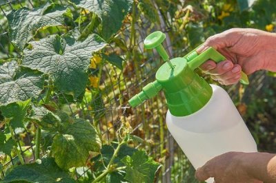 黄瓜的叶片上为什么出现白斑,可能是冷风直吹、温度不当、农药过量等因素导致