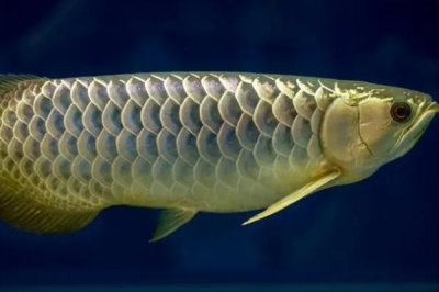 银龙鱼不吃食的原因及解决方法,可能是环境改变或水质过老等