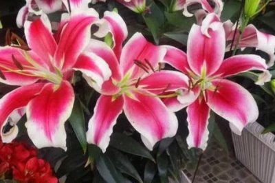 白色花卉品种，包括水仙花、栀子花、茉莉花等种类