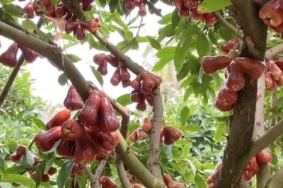 莲雾果树能在北方种植吗，可以但只能在温室环境中进行