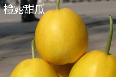 南方种甜瓜适合种什么品种,香妃、橙露、羊角蜜等品种皆可选择