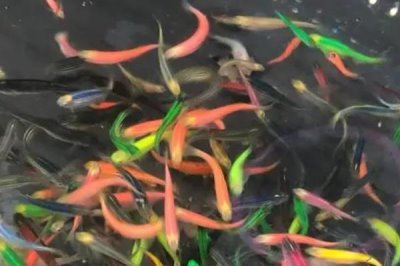 斑马鱼和孔雀鱼能混养吗，斑马鱼和孔雀鱼可以一起养