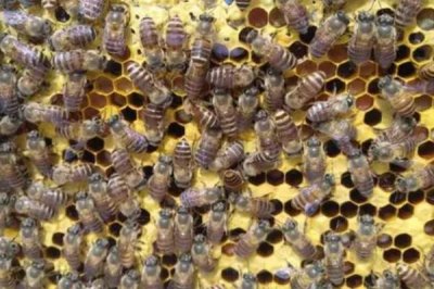 蜜蜂失王有什么现象，会导致蜂群秩序混乱、工蜂产卵等