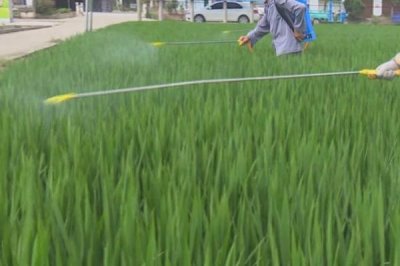 水稻对肥料的需求特点,需控施氮肥、重视施用磷钾肥