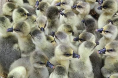 机器孵化鹅苗需要多少天,一般需要经过一个月左右