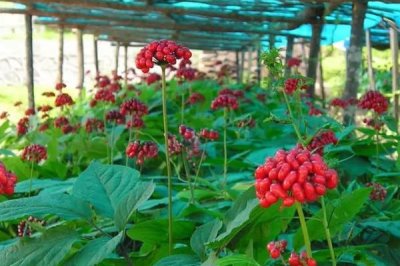 人参种子的种植方法，可春播、夏播或秋播