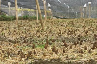 高效栽培羊肚菌的方法,早春保持适温可刺激子实体形成