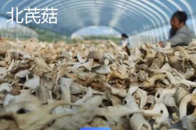 山西省浑源县的特产，包括恒山黄芪、浑源烧酒、北芪菇等种类