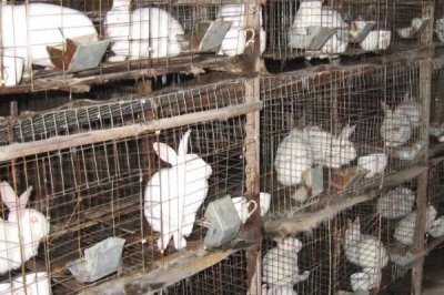 兔子耳螨怎么处理,首先及时隔离患有耳螨的兔子