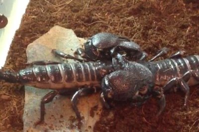 蝎子一年可以繁殖几次，1年可以繁殖2次