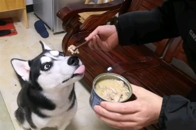 哈士奇当土狗养会不会死,一般不会死